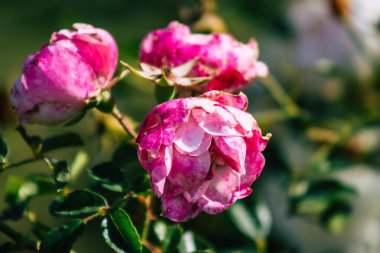 Fransa 'nın Reims kırsalında büyüyen güllerin yakınlaşması öğleden sonra
