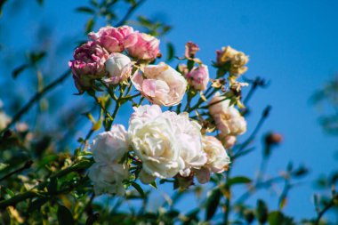 Fransa 'nın Reims kırsalında büyüyen güllerin yakınlaşması öğleden sonra