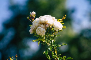 Fransa 'nın Reims kırsalında büyüyen güllerin yakınlaşması öğleden sonra