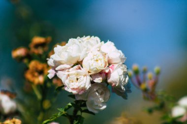 Fransa 'nın Reims kırsalında büyüyen güllerin yakınlaşması öğleden sonra