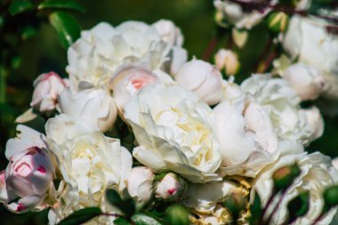 Fransa 'nın Reims kırsalında büyüyen güllerin yakınlaşması öğleden sonra