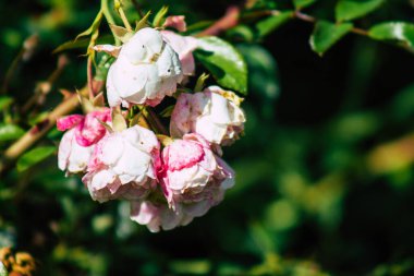 Fransa 'nın Reims kırsalında büyüyen güllerin yakınlaşması öğleden sonra