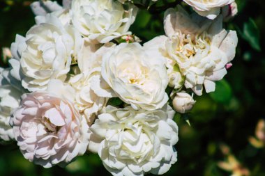 Fransa 'nın Reims kırsalında büyüyen güllerin yakınlaşması öğleden sonra