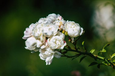Fransa 'nın Reims kırsalında büyüyen güllerin yakınlaşması öğleden sonra