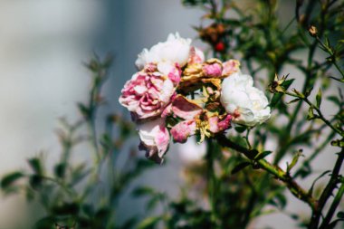 Fransa 'nın Reims kırsalında büyüyen güllerin yakınlaşması öğleden sonra