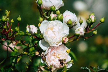 Fransa 'nın Reims kırsalında büyüyen güllerin yakınlaşması öğleden sonra