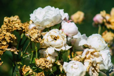 Fransa 'nın Reims kırsalında büyüyen güllerin yakınlaşması öğleden sonra
