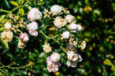 Fransa 'nın Reims kırsalında büyüyen güllerin yakınlaşması öğleden sonra