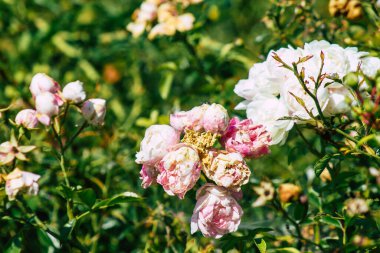 Fransa 'nın Reims kırsalında büyüyen güllerin yakınlaşması öğleden sonra