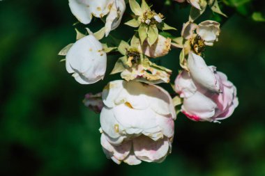 Fransa 'nın Reims kırsalında büyüyen güllerin yakınlaşması öğleden sonra