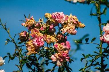 Fransa 'nın Reims kırsalında büyüyen güllerin yakınlaşması öğleden sonra