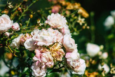 Fransa 'nın Reims kırsalında büyüyen güllerin yakınlaşması öğleden sonra
