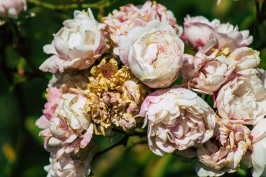 Fransa 'nın Reims kırsalında büyüyen güllerin yakınlaşması öğleden sonra