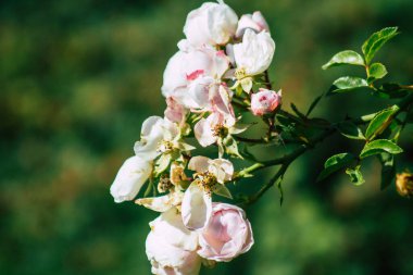 Fransa 'nın Reims kırsalında büyüyen güllerin yakınlaşması öğleden sonra