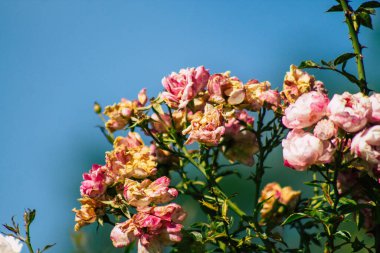 Fransa 'nın Reims kırsalında büyüyen güllerin yakınlaşması öğleden sonra