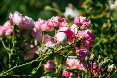 Fransa 'nın Reims kırsalında büyüyen güllerin yakınlaşması öğleden sonra