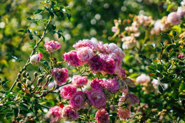 Fransa 'nın Reims kırsalında büyüyen güllerin yakınlaşması öğleden sonra