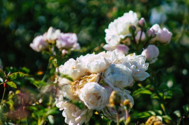 Fransa 'nın Reims kırsalında büyüyen güllerin yakınlaşması öğleden sonra