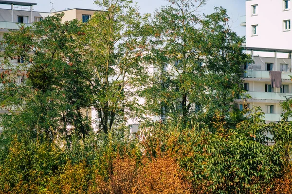 Fransa 'da sonbaharda öğleden sonra ağaçların yeşil yaprak ve dallarının görüntüsü