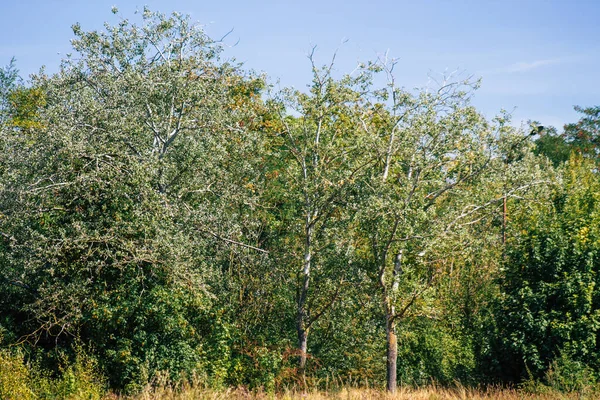 Fransa Sonbaharda Öğleden Sonra Ağaçların Yeşil Yaprak Dallarının Görüntüsü — Stok fotoğraf