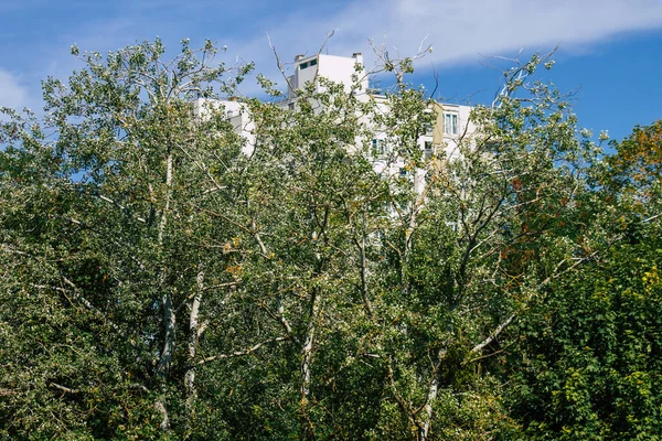 Näkymä Vihreät Lehdet Oksat Puista Syksyllä Ranskassa Iltapäivällä — kuvapankkivalokuva