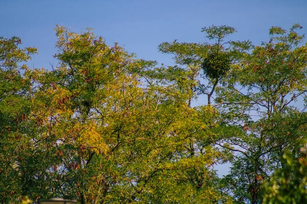 View Green Leaves Branches Trees Autumn France Afternoon — Stock Photo, Image