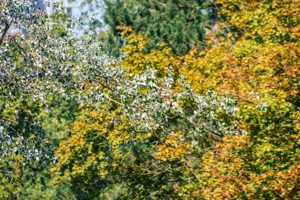 Vista Las Hojas Verdes Ramas Los Árboles Durante Otoño Francia — Foto de Stock