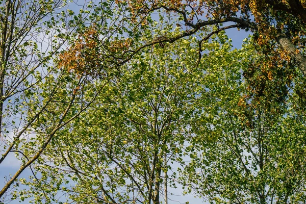 Fransa 'da sonbaharda öğleden sonra ağaçların yeşil yaprak ve dallarının görüntüsü