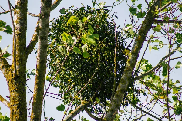 Vista Folhas Verdes Ramos Árvores Durante Outono França Tarde — Fotografia de Stock