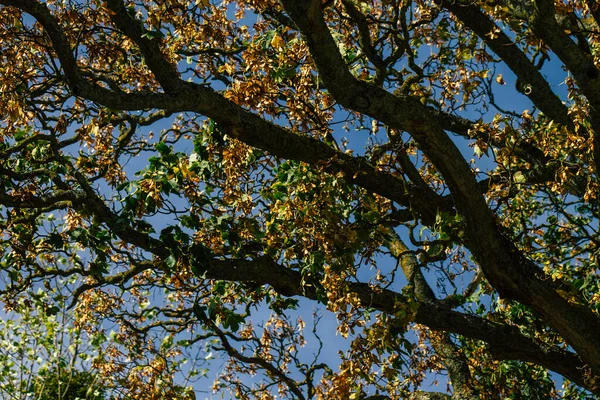 フランスの秋の間の木からの緑の葉や枝の眺め午後 — ストック写真