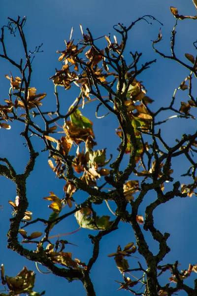 Fransa Sonbaharda Öğleden Sonra Ağaçların Yeşil Yaprak Dallarının Görüntüsü — Stok fotoğraf