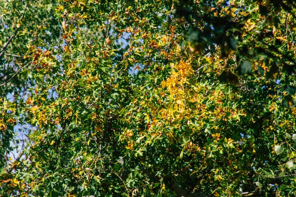 Vista Folhas Verdes Ramos Árvores Durante Outono França Tarde — Fotografia de Stock