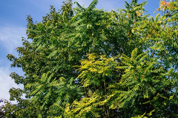 Fransa 'da sonbaharda öğleden sonra ağaçların yeşil yaprak ve dallarının görüntüsü