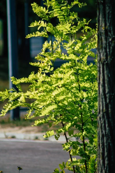 Fransa 'da sonbaharda öğleden sonra ağaçların yeşil yaprak ve dallarının görüntüsü