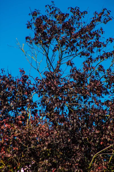 Över Gröna Blad Och Grenar Från Träd Hösten Frankrike Eftermiddagen — Stockfoto