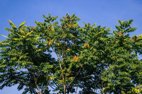 Fransa 'da sonbaharda öğleden sonra ağaçların yeşil yaprak ve dallarının görüntüsü