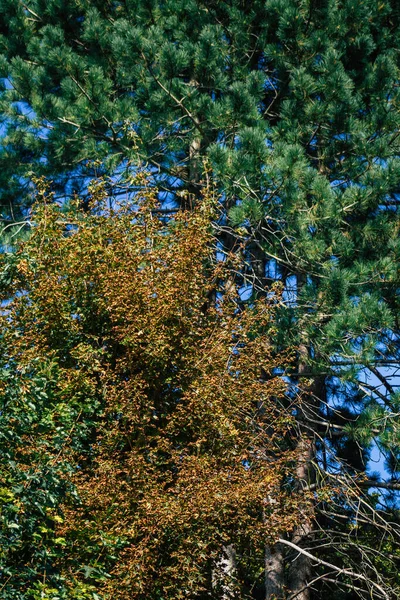 Widok Zielonych Liści Gałęzi Drzew Jesienią Francji Południu — Zdjęcie stockowe