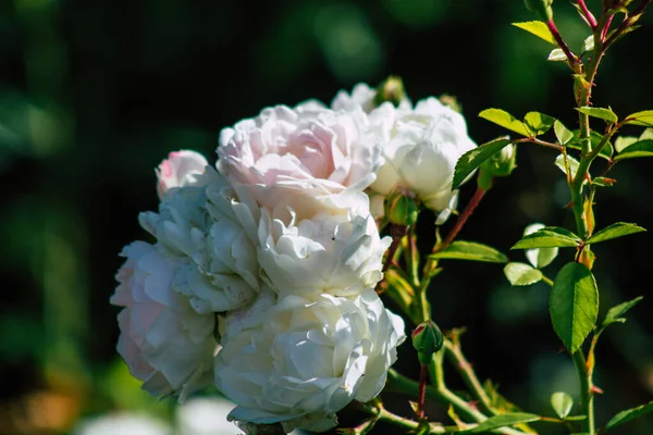 Fransa 'nın Reims kırsalında büyüyen güllerin yakınlaşması öğleden sonra