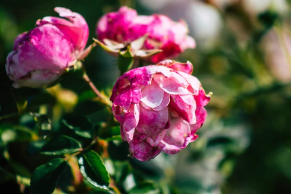 Fransa 'nın Reims kırsalında büyüyen güllerin yakınlaşması öğleden sonra