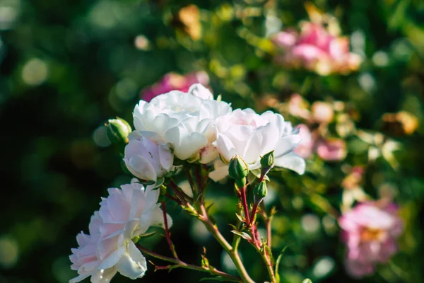 Fransa 'nın Reims kırsalında büyüyen güllerin yakınlaşması öğleden sonra