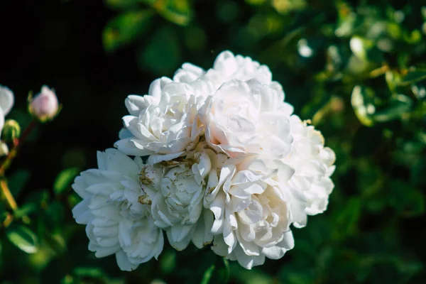 Fransa 'nın Reims kırsalında büyüyen güllerin yakınlaşması öğleden sonra