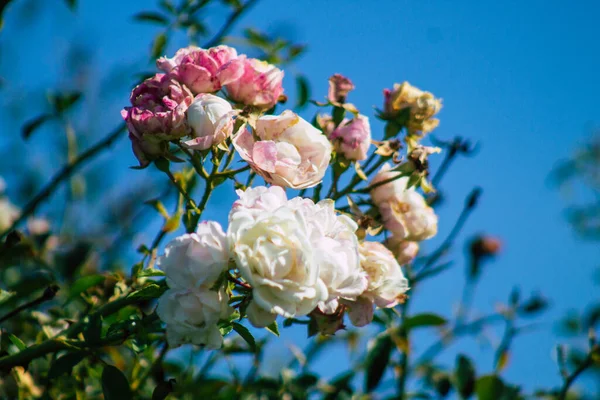 Fransa 'nın Reims kırsalında büyüyen güllerin yakınlaşması öğleden sonra