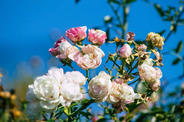 Fransa 'nın Reims kırsalında büyüyen güllerin yakınlaşması öğleden sonra