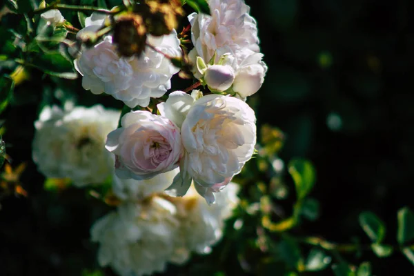 Fransa 'nın Reims kırsalında büyüyen güllerin yakınlaşması öğleden sonra