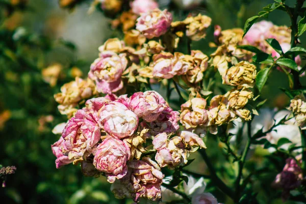 Fransa 'nın Reims kırsalında büyüyen güllerin yakınlaşması öğleden sonra