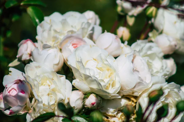 Fransa 'nın Reims kırsalında büyüyen güllerin yakınlaşması öğleden sonra