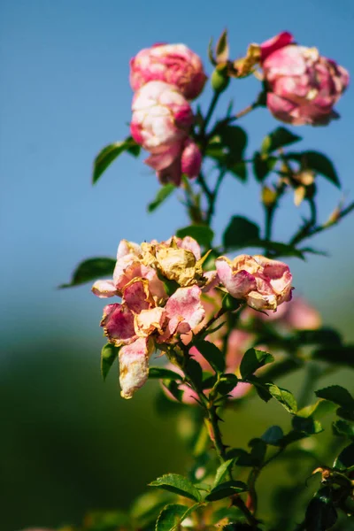 Fransa 'nın Reims kırsalında büyüyen güllerin yakınlaşması öğleden sonra