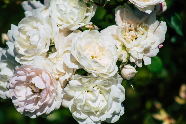 Fransa 'nın Reims kırsalında büyüyen güllerin yakınlaşması öğleden sonra