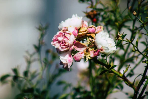 Fransa 'nın Reims kırsalında büyüyen güllerin yakınlaşması öğleden sonra