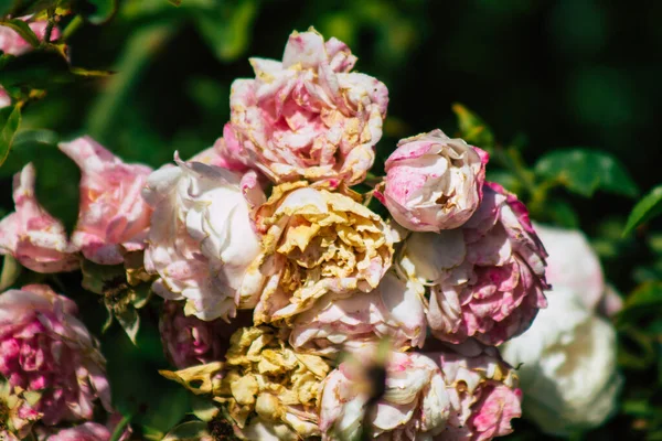 Fransa 'nın Reims kırsalında büyüyen güllerin yakınlaşması öğleden sonra